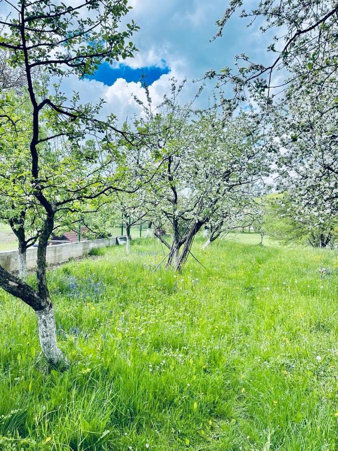 Colonia Sase Martie Casa Bunicilor 빌라 외부 사진